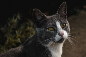 猫 一瞥 宠物 灰色 4k壁纸 3840x2160