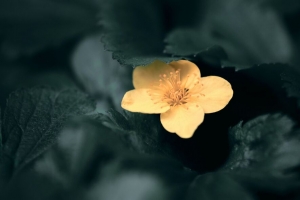 花 黄色 宏 植物 开花 4k壁纸 3840x2160