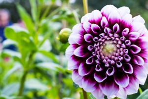 大丽花 花 花瓣 紫色 宏观 4k壁纸 3840x2160