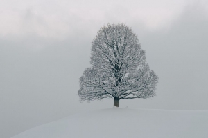 树 雪 冬天 自然 白色 4k壁纸 3840x2160