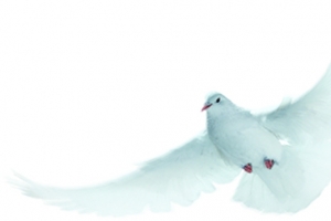 白色白鸽飞翔国庆