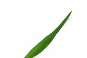 绿色草枝叶自然植物枝叶花瓣