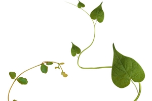 绿色植物