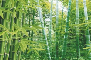 自然风景