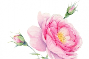 高清精美手绘水彩月季插画