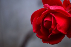 玫瑰 花 红色 潮湿 水滴 花瓣 特写 4k壁纸 3840x2160