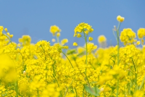 春天 油菜花 5K风景壁纸