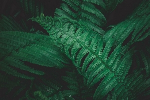 植物 蕨类植物 叶子 绿色 宏观 4k壁纸 3840x2160