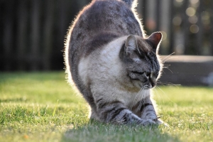猫 灰色 宠物 草 草坪 4k壁纸 3840x2160