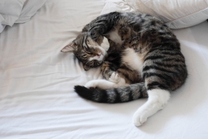 猫,床,睡眠,4K壁纸