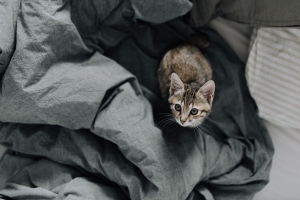小猫 床 猫 看 4k壁纸 3840x2160