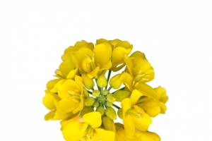 黄色油菜花免抠PNG
