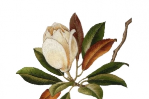 白色刺绣花儿