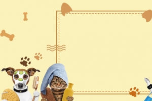 淘宝宠物店清新banner