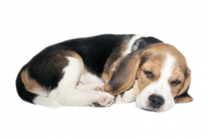 黑白可爱躺着的小猎犬动物