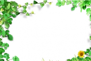 花草边框