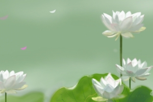 原创 荷花 白色 小清新 护眼 高清 3440x1440 带鱼屏 壁纸