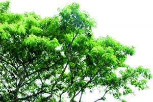 绿色清新春天大树景观植物