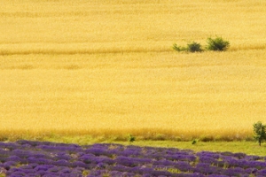 乡村草原banner背景