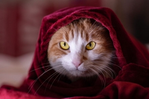 猫 毯子 宠物 浏览 4k壁纸 3840x2160