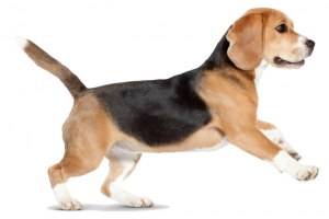 毛小孩 宠物 小狗 犬 狗狗