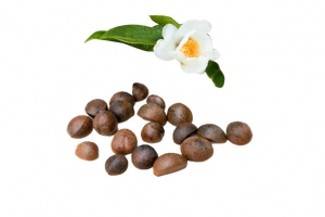 山茶籽