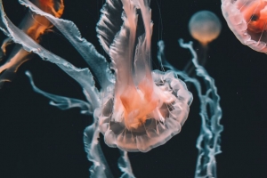 水母 海底世界 水族馆 游泳 触手 4k壁纸 3840x2160