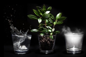 高清杯子里的火焰气体小草