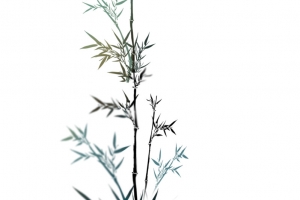 中国风国潮竹子