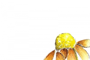 枯萎小花高清PNG透明漂浮花瓣设计素材免费下载