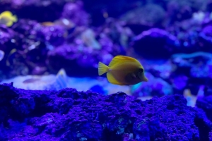 斑马 鱼 水族馆 珊瑚 4k壁纸 3840x2160