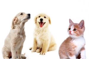 可爱宠物狗小猫免抠素材
