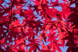 树叶 树枝 枫 秋天 天空 4k壁纸 3840x2160