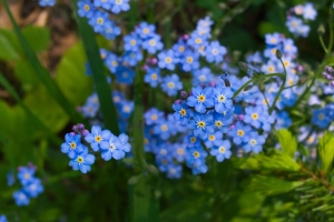 勿忘我 花 植物 蓝色 4k壁纸 3840x2160