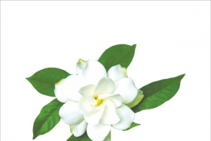 茉莉花