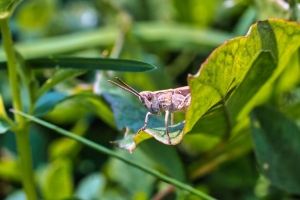 蚱蜢 蟋蟀 昆虫 植物 树叶 宏观 4k壁纸 3840x2160