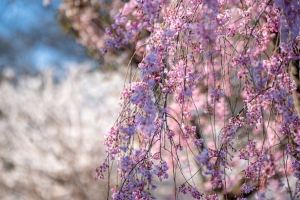 樱花 花 树枝 树 春天 粉红色 4k壁纸 3840x2160