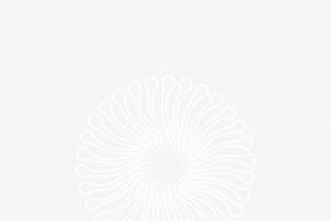 重阳节字体元素菊花