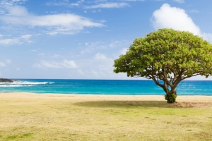 海边一棵树3440x1440风景壁纸