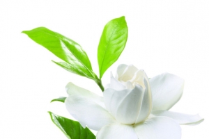 白色茶花素材
