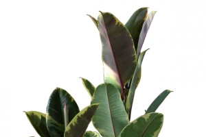 室内清新绿色植物