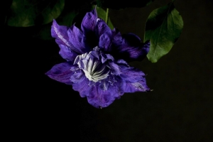 铁线莲 花 花瓣 蓝色 4k壁纸 3840x2160