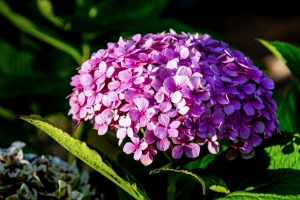 绣球花 花序 花 花瓣 粉红色 阴影 4k壁纸 3840x2160