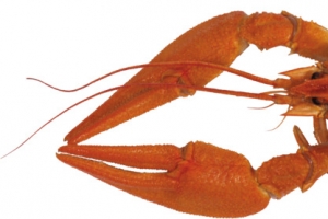 新鲜诱人小龙虾