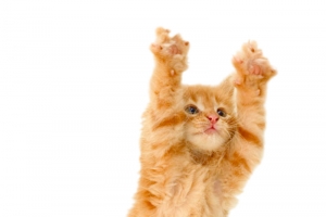 站力的猫咪
