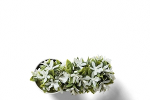 白色小花盆栽