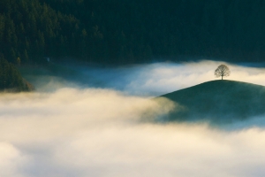 树木 森林 山丘 云雾3440x1440带鱼屏风景壁纸