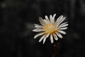 花 白色 绽放 特写 植物 4k壁纸 3840x2160