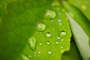 雨 水滴 树叶 宏观 4k壁纸 3840x2160
