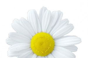 小清新花朵小雏菊